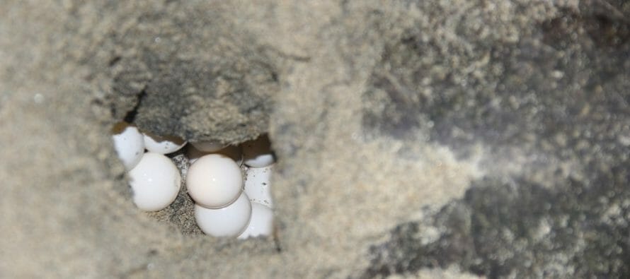 A la cárcel, saqueador oaxaqueño de huevo de tortuga golfina que tenía casi 4 mil huevos para venta