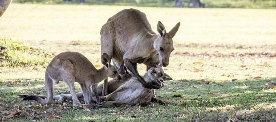 Desgarradora imagen en la que se ve cómo un canguro muere en brazos de su compañero