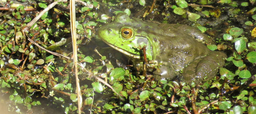La estudiante Edith Navarro de la UABC, defiende tesis sobre la rana toro exótica (Lithobates catesbeianus)