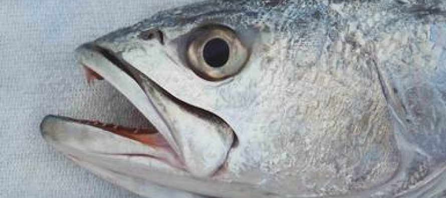 Establecen cuota de captura para la curvina golfina (Cynoscion othonopterus) y atún aleta azul (Thunnus orientalis) en 2018
