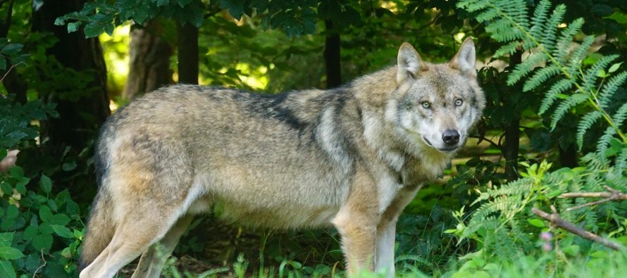 Un ejemplar de lobo muere atropellado