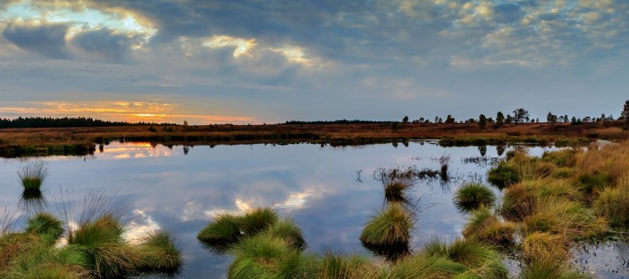 Humedales: una respuesta natural ante el cambio climático