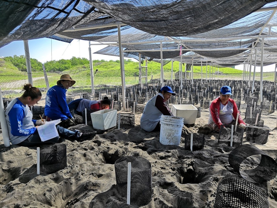 Mujeres cuidan tortugas en El Verde Camacho, Mazatlán – México Ambiental
